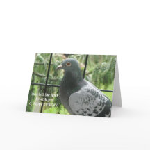 Pigeon Birthday legal