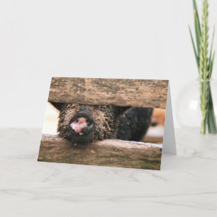 Cartão Piglet Nose Greeting Card - Blank Inside