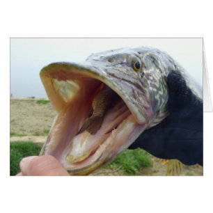 Cartão Pike com fome