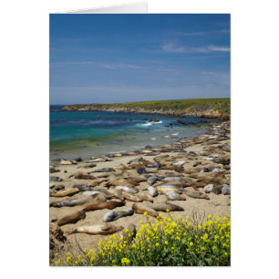 Cartão Pilha de vedações de elefante