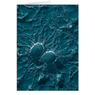 Cartão Pilhas bacterianas do staphylococcus - fim áureo