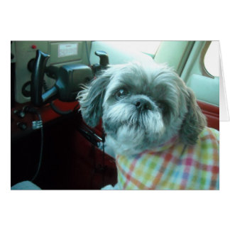 Cartão Piloto Shih Tzu