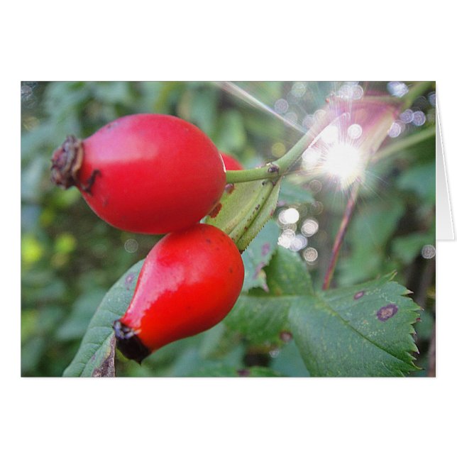 Cartão pilrito com raio de sol, em branco (Frente Horizontal)