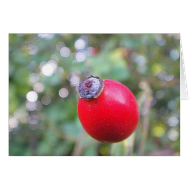 Cartão pilrito, em branco (Frente Horizontal)