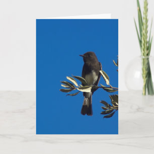 Cartão Pincel de Voo Perch