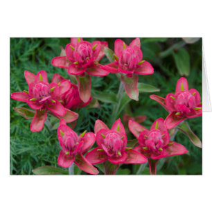 Cartão Pincel Indiano