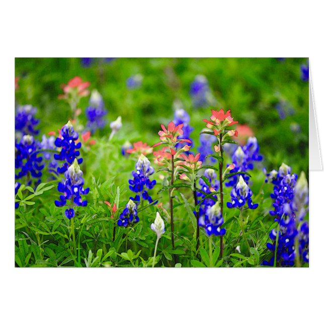 Cartão Pincel indiano e Bluebonnets (Frente Horizontal)