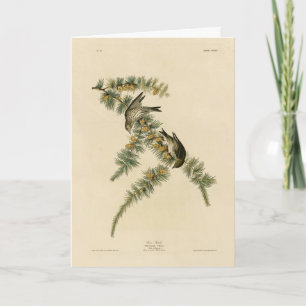 Cartão Pine Finch (Pine Siskin), Aves de Audubon da Améri