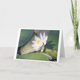 Cartão Pine Lake Water Lily