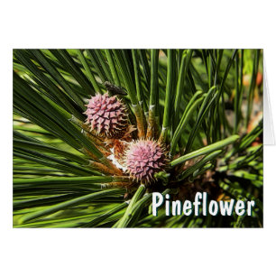 Cartão Pineflower