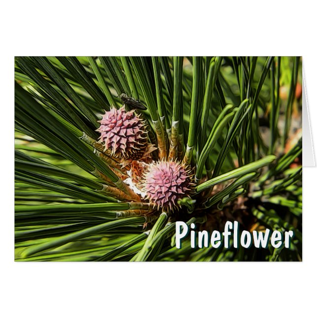 Cartão Pineflower (Frente Horizontal)