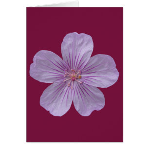 Cartão Pineywoods Geranium nº 1