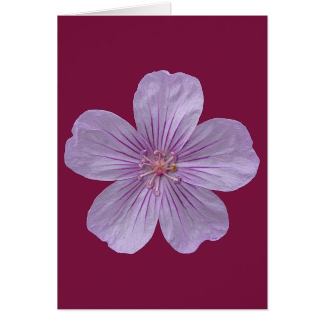 Cartão Pineywoods Geranium nº 1 (Frente)