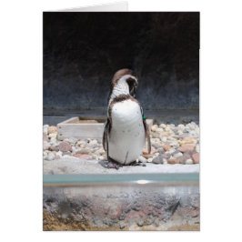 Cartão Pinguim