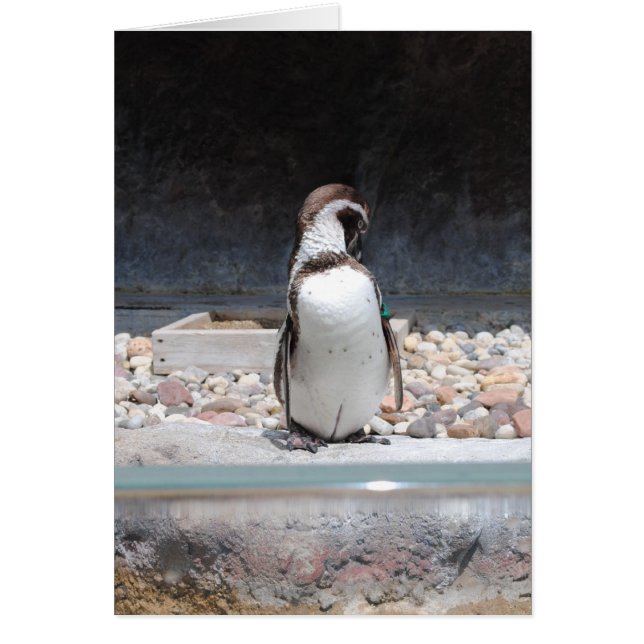 Cartão Pinguim (Frente)