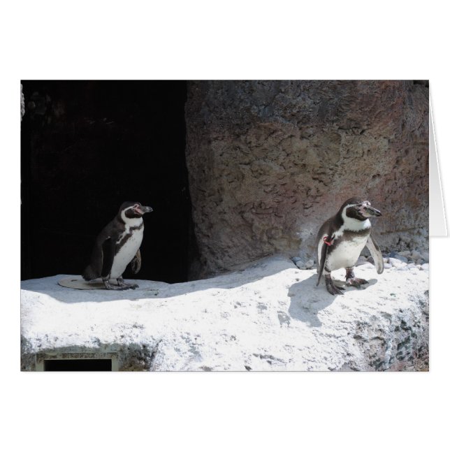 Cartão Pinguim (Frente Horizontal)