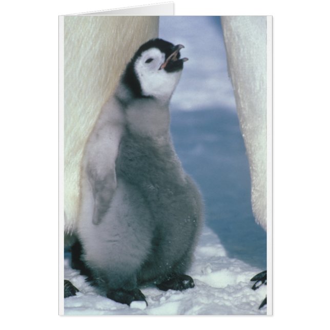 Cartão Pinguim (Frente)