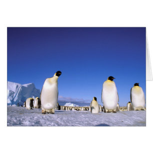 Cartão Pinguim Antártida, Península Antártica