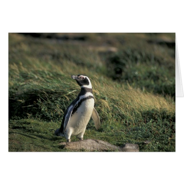 Cartão Pinguim-de-magalhães (Spheniscus magellanicus), (Frente Horizontal)