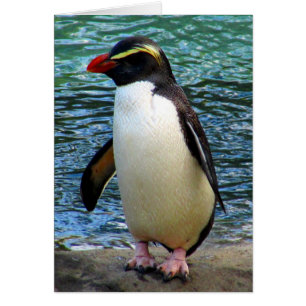 Cartão pinguim fiordland