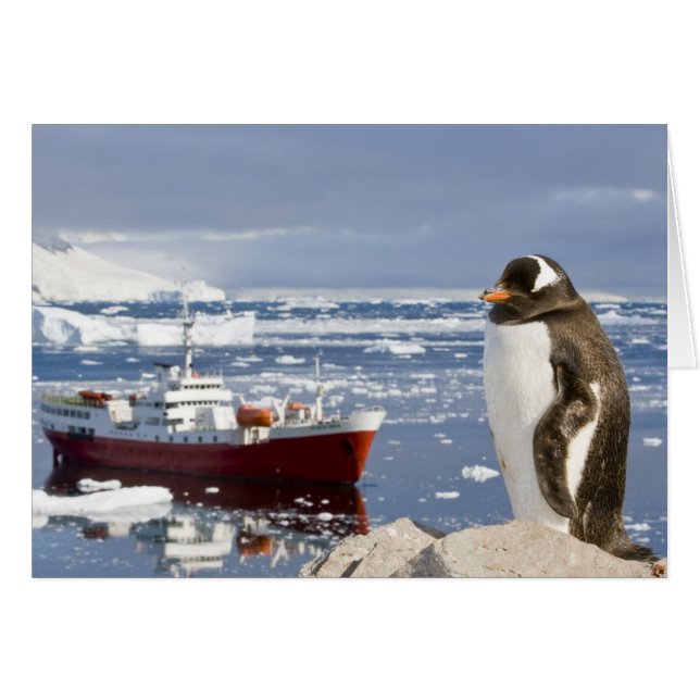 Cartão Pinguim-gentoo (Frente Horizontal)