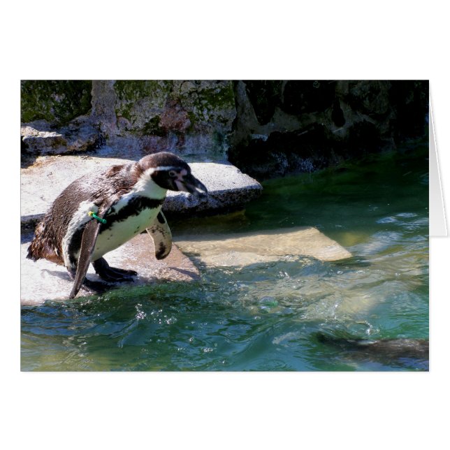 Cartão Pinguim Humboldt (Frente Horizontal)