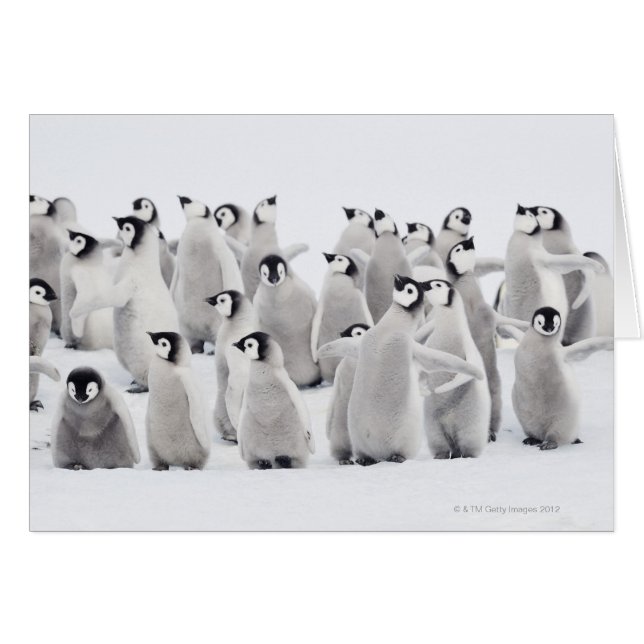 Cartão Pinguim imperador (Frente Horizontal)