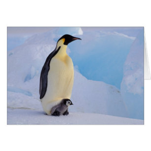 Cartão Pinguim-imperador Aptenodytes