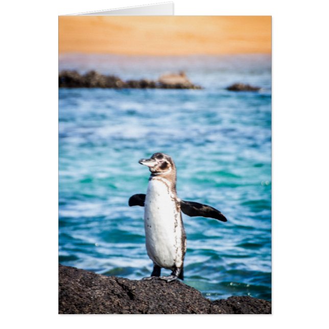 Cartão Pinguim na Ilha Bartolome (Frente)