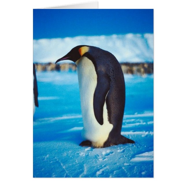 Cartão Pinguim Solitário (Frente)