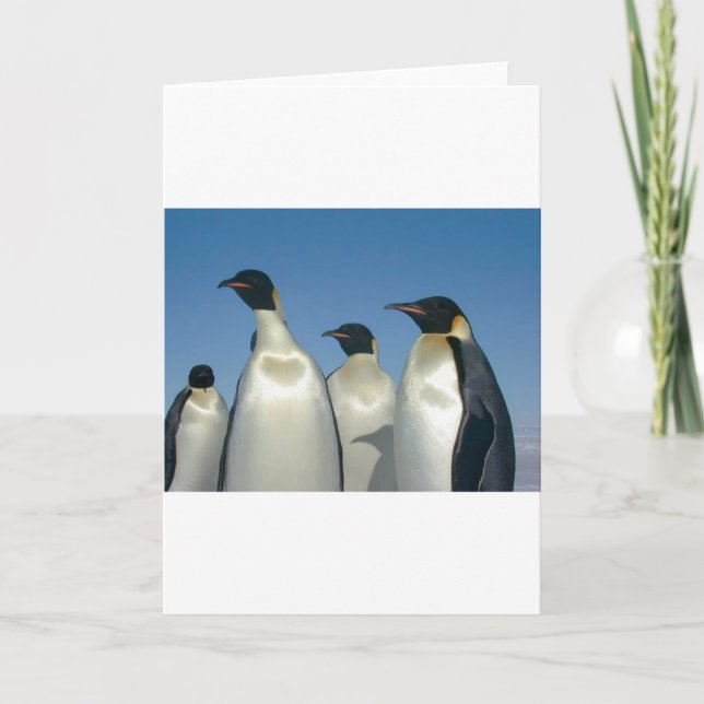 CARTÃO PINGUINS (Frente)