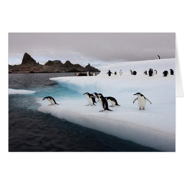 Cartão Pinguins Chinstrap (Frente Horizontal)
