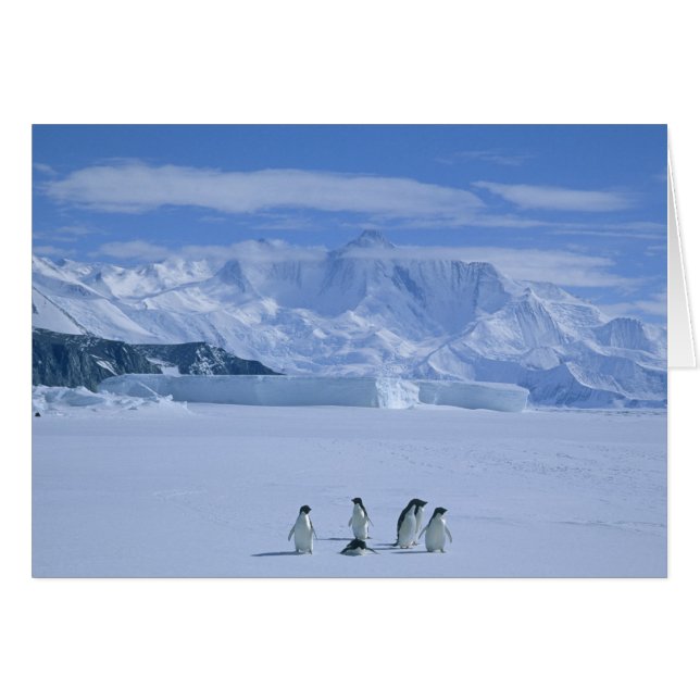 Cartão Pinguins-de-adélia, Pygoscelis adeliae), (Frente Horizontal)
