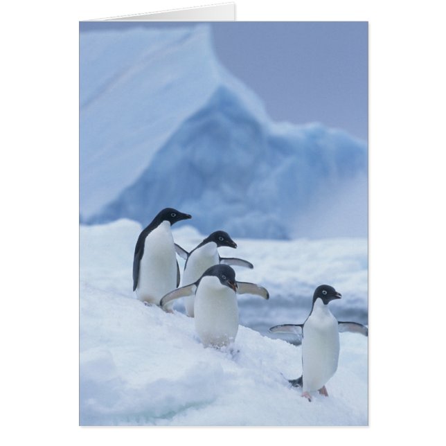 Cartão Pinguins-de-adélia (Pygoscelis adeliae) no gelo, (Frente)