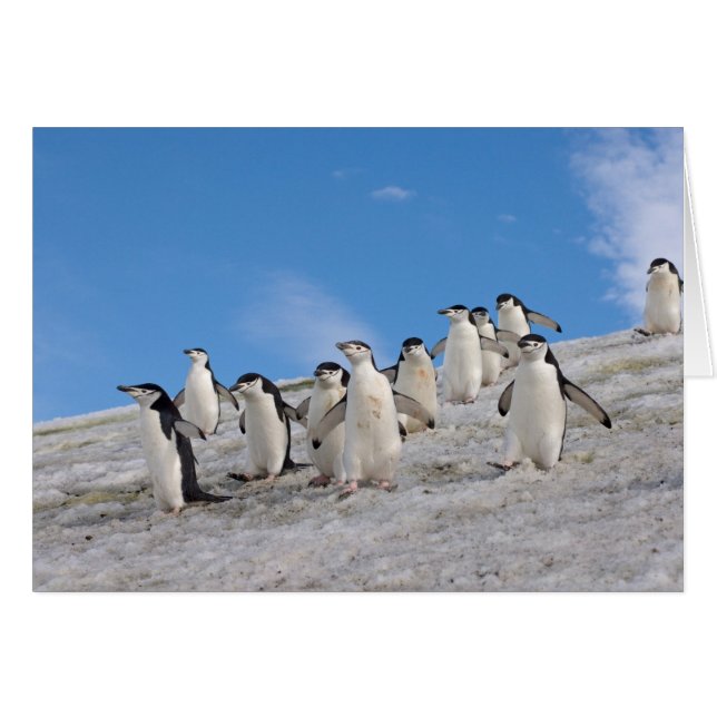 Cartão Pinguins-de-barbicha | Pygoscelis Antarctica (Frente Horizontal)