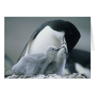 Cartão Pinguins-de-barbicha, Pygoscelis antarctica),