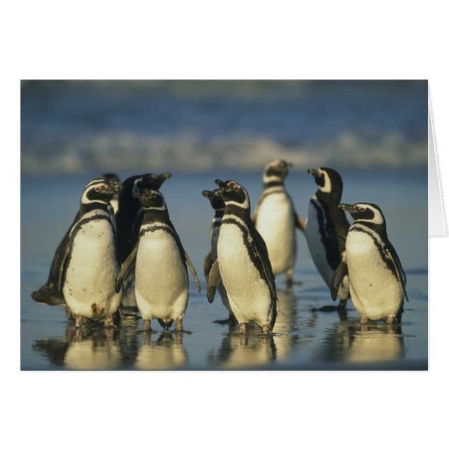 Cartão Pinguins-de-magalhães, Spheniscus (Frente Horizontal)