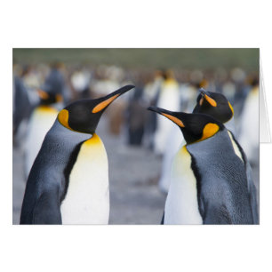 Cartão Pinguins do Rei