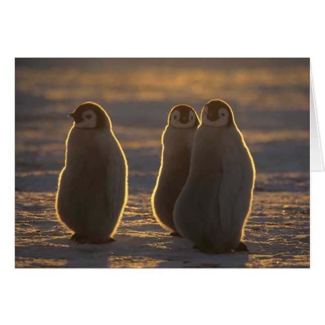 Cartão Pinguins-imperadores (Frente Horizontal)