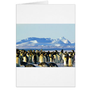 Cartão Pinguins imperadores