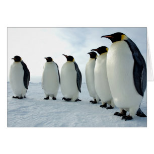 Cartão Pinguins Imperadores Vinculados