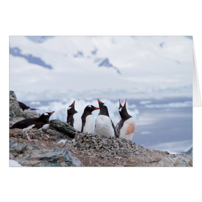 Cartão Pinguins na Antártica (Frente horizontal)