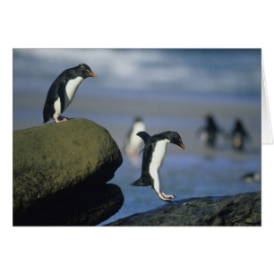 Cartão Pinguins Rockhopper, Eudyptes chrysocome),