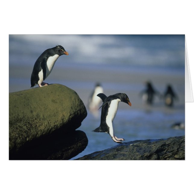 Cartão Pinguins Rockhopper, Eudyptes chrysocome), (Frente Horizontal)