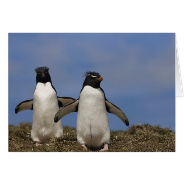 Cartão Pinguins-saltadores-rochosos Eudyptes chrysocome (Frente Horizontal)