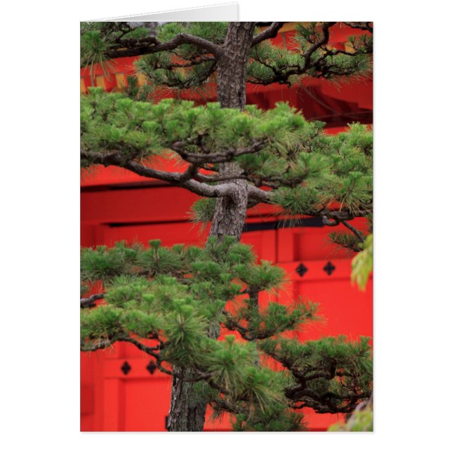 Cartão Pinheiro Bonsai (Frente)