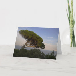 Cartão Pinheiro Manso da Costa Amalfi, Itália -