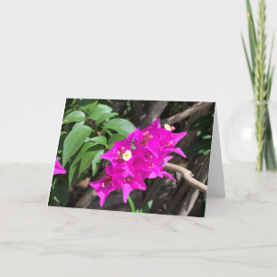 Cartão Pink Bougainvillea Blank