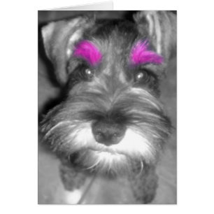Cartão Pink Brow Schnauzer