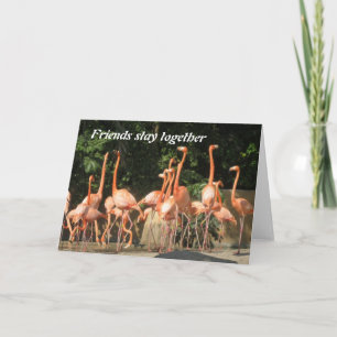 Cartão Pink Flamingos Friends Card